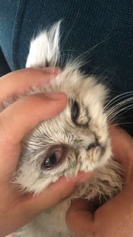一个月大的猫咪有眼屎怎么回事-一个月大的猫咪有眼屎怎么办