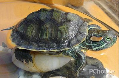 巴西龟怎么救活-巴西龟怎么救活的