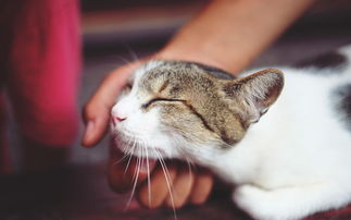 猫咪为什么要吸我-猫为什么喜欢吸自己的爪子