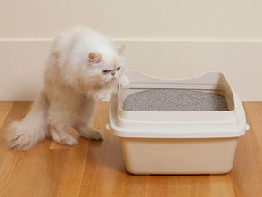 猫咪结石用什么猫砂好-猫咪结石吃什么猫粮