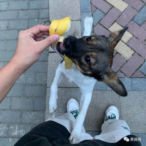小狗喜欢吃芒果为什么-狗狗喜欢吃芒果有什么好处吗