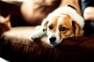 狗狗为什么爱趴地板-狗狗喜欢趴地板