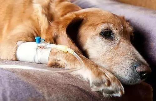 治疗狗胰腺炎用多少钱-狗治疗胰腺炎的常用药