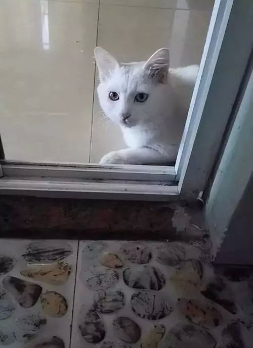 猫咪为什么讨厌被偷看-为什么猫不喜欢看他眼睛