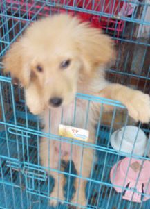最便宜的金毛幼犬是多少元-最便宜的金毛幼犬是多少元钱一只