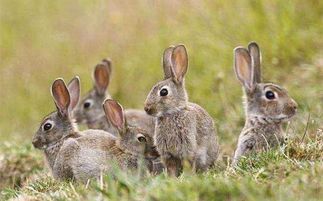 兔子一天吃多少次-兔子一天吃多少次饭合适