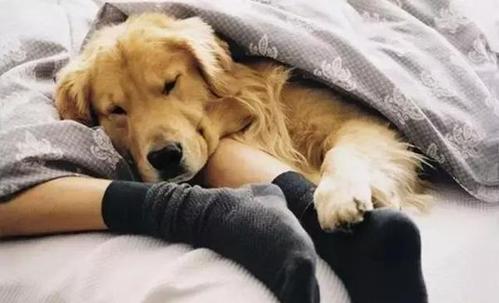 狗狗睡觉为什么很轻-狗狗睡觉为什么会颤抖