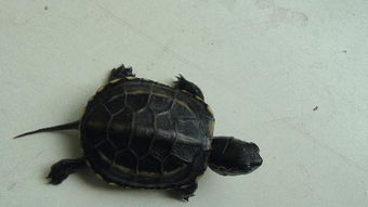 海南花龟和中华花龟有什么不同-海南花龟有什么特点