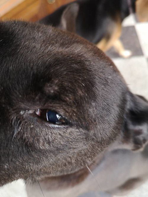狗狗眼有浓眼屎怎么治-狗狗眼睛有脓的眼屎是什么原因