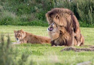 山东狮子狮子猫猫多少钱一只-山东狮子猫大概多少钱