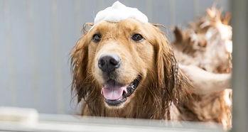 给什么给狗狗洗澡最好-拿什么给狗狗洗澡