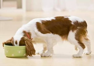 狗狗吃肉为什么还瘦-为什么狗狗吃了肉就很兴奋