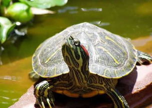 巴西红耳龟病了什么样-巴西红耳龟一般能活多久
