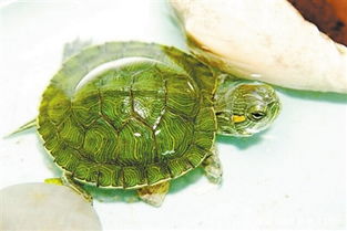 小巴西龟怎么种-小巴西龟的养法